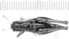 Microtylopteryx hebardi nigrigena Hebard, 1924: female, dorsal view (allotype). (Otu).