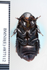 CollectionObject 1573497; de06c27d-8d64-4a0c-bb84-354abc7cc609: Copyright NHM, London. ventral view, non-type. (CollectionObject).