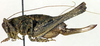 CollectionObject 1576525; 1b238739-ac32-4eb2-a51b-65ff556cb509: female, lateral view (paratype). (CollectionObject).