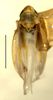 Habitus, dorsal view on Erythridula electa (McAtee, 1920): Habitus (holotype of E. tietzi Ross & DeLong, INHS collection). (Observation).