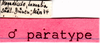 CollectionObject 1543098; 7b7de1a6-e104-4cdc-8627-1cae944c6eaf: labels (paratype of Heteracris rantae africanus). (CollectionObject).