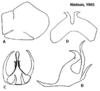 Pygofer appendages: <b>A</b>, male pygofer lateral aspect; <b>B</b>, aedeagus lateral aspect; <b>C</b>, aedeagus caudal aspect; <b>D</b>, female internal sternum VIII. (Observation).