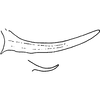 Pygofer appendages on Coganoa indica Sohi, Mann & Shenhmar, 1987: Pygofer appendages (dorsal and ventral). (Observation).