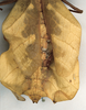 CollectionObject 1561214; feaeeafb-add9-4df9-ad36-79567a93f5eb: copyright ZMUH, Hamburg. female, abdomen of Phyllium frondosum (holotype). (CollectionObject).