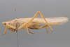 CollectionObject 2189001; ZUFMS ORT01046, ZUFMS ORT01046, d05b2c54-300c-4701-931c-9c0830520ff3: Female habitus, lateral view. (CollectionObject).