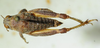 CollectionObject 1521309; 4fa4d1ee-303d-4710-b833-e376571d5e20: female, dorsal view (allotype). (CollectionObject).
