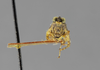 CollectionObject 1523005; 119934c1-b9e3-47f3-be78-d595597d670a: female, frontal view (holotype). (CollectionObject).
