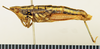 CollectionObject 1518354; bbb3e29f-ed32-42b4-a9ab-84522b1e5c6d: female, lateral view (holotype). (CollectionObject).