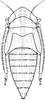 Nymph: (Observation).