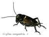 Gryllus (Gryllus) campestris Linnaeus, 1758: Pl. 9. male habitus. (Otu).