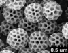 Brochosomes on Dichrophleps aurea (Fabricius, 1803): DP51 | Venezuela, Bolivar, El Bochinche Res., Forestal Imataca, 200m. 6-13-XII-74 | MIZA. (Observation).