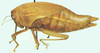 Prostalia granulata (Stål, 1873): female, lateral view. (Otu).