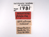 Other: !! display not done !! on Mesamia pagana Van Duzee, 1925: (Observation).
