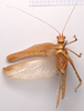 CollectionObject 2053397; CNMS 5539, 922b698b-37e9-47e1-ba37-9a6dc72f4e17: male, ventral view (holotype). (CollectionObject).