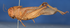 CollectionObject 1506407; c29c3ffd-d756-4ac0-9c8f-cefe0c4f8abd: female, lateral view (syntype). (CollectionObject).