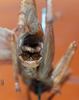 Eulobaspis moluccana (Redtenbacher, 1891): male cerci. (Otu).