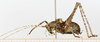 CollectionObject 1575954; 35ff119f-a3f5-42dc-8a3b-f9408c924254, cbt039s04: male, lateral view (holotype). (CollectionObject).