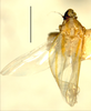 Habitus, dorsal view on Erythridula haspata (Ross & DeLong, 1953): Habitus (holotype, INHS collection). (Observation).