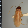 Latindia castanea Brunner von Wattenwyl, 1893: Copyright Natural History Museum, London. Holotype (sex unknown) in BM(NH). Dorsal view. (Otu).