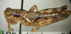 Melanoplus tendoyense Otte, 2012: male, lateral view. (Otu).