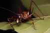 CollectionObject 2072894; e27b9cda-e7a8-45c9-aafd-1f15cc9b3ddd: Female, live specimen. (CollectionObject).