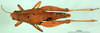 CollectionObject 1502636; 0f8c6cf0-b159-4411-b2c0-f58b502aa440: female, dorsal view (syntype). (CollectionObject).