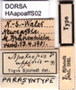 CollectionObject 1580311; a11b44ba-2084-4b6c-897f-e2c4dacc7c91: labels (paralectotype of Apotropis affinis). (CollectionObject).