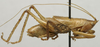 CollectionObject 1534991; 4c15cd85-5922-4c2d-ba6d-a31f2791f655: male, lateral view (syntype). (CollectionObject).