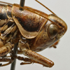 CollectionObject 1535996; 5ea0c803-215c-47ef-83f4-9fae6c5a2166: female pronotum, lateral view (paratype). (CollectionObject).