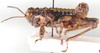 Tsautettix namaquensis (Dirsh, 1956): male, lateral view. (Otu).
