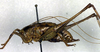 CollectionObject 1500371; 237b4136-0f41-45ee-86bd-ddf7d24bfce2: male, lateral view (syntype). (CollectionObject).