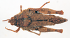 CollectionObject 1518381; edda84cf-1f61-4b87-92d2-b129f3d55d66: female, dorsal view (syntype of Chrotogonus saussurei). (CollectionObject).