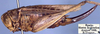 CollectionObject 1517212; 2e106b85-73b9-4333-88dc-13b6261f145a: female, lateral view (holotype). (CollectionObject).