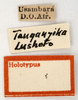 CollectionObject 1538215; c9cc2101-506e-4158-abe6-879d12152ad3: labels (holotype of Acrida bara). (CollectionObject).