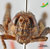 CollectionObject 2245790; Unioeste Cascavel K-0938, 3dbf2d79-42d6-4b8a-a344-9fa312596304: Female, frontal view. (CollectionObject).