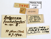 CollectionObject 1587173; MNHN(SF IMPORT DUPLICATE) MNHN-EP-EP1087, 7dfeabb6-316f-4752-9301-01ff77640501: CC BY-NC-ND 4.0/MNHN - Depraetere Marion - 2014. Holotype, male, of fruhstorferi Hanitsch, 1933. Specimen number: MNHN-EP-EP1087. http://coldb.mnhn.fr/catalognumber/mnhn/ep/ep1087. (CollectionObject).