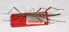 CollectionObject 1557500; 4efeae91-8be2-4fe8-99b2-f007cf3d1730: copyright ZMB, Berlin. male, dorsal view (holotype). (CollectionObject).