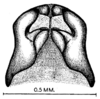 Fig. 2. male genitalia, ventral view. Depicts Eunemobius melodius (Thomas & Alexander, 1957), an Otu.