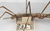 CollectionObject 1560692; 5e9dcdef-0a1d-4b44-afb2-d83916b4a61c: copyright UMO. female: head and thorax, lateral view (holotype). (CollectionObject).