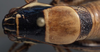 CollectionObject 1505811; 0073fc1d-39cc-457e-8e29-8e874eae24d1: male pronotum, dorsal view (holotype). (CollectionObject).