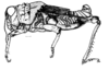 Enodisomacris curtipennis Cigliano, 1989: Fig. 216. male habitus. (Otu).