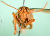 CollectionObject 1502155; e75ae488-6005-4ede-9c84-4f8a575a9ca5: male, frontal view (paralectotype). (CollectionObject).