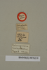 Hemelytroblatta maris-mortui (Janson, 1891): Copyright Natural History Museum, London. Labels from holotype (adult male) in BM(NH). (Otu).
