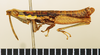 CollectionObject 1518366; cc765265-520e-4932-9988-9f68135f51cd: male, lateral view (holotype). (CollectionObject).