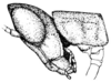 Morsea californica Scudder, 1898: Pl. 12 fig. 2. male, head and pronotum, lateral view. (Otu).