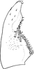 Subgenital plate: !! display not done !! on Zyginidia scutellaris (Herrich-Schäffer, 1838): Subgenital plate. (Observation).