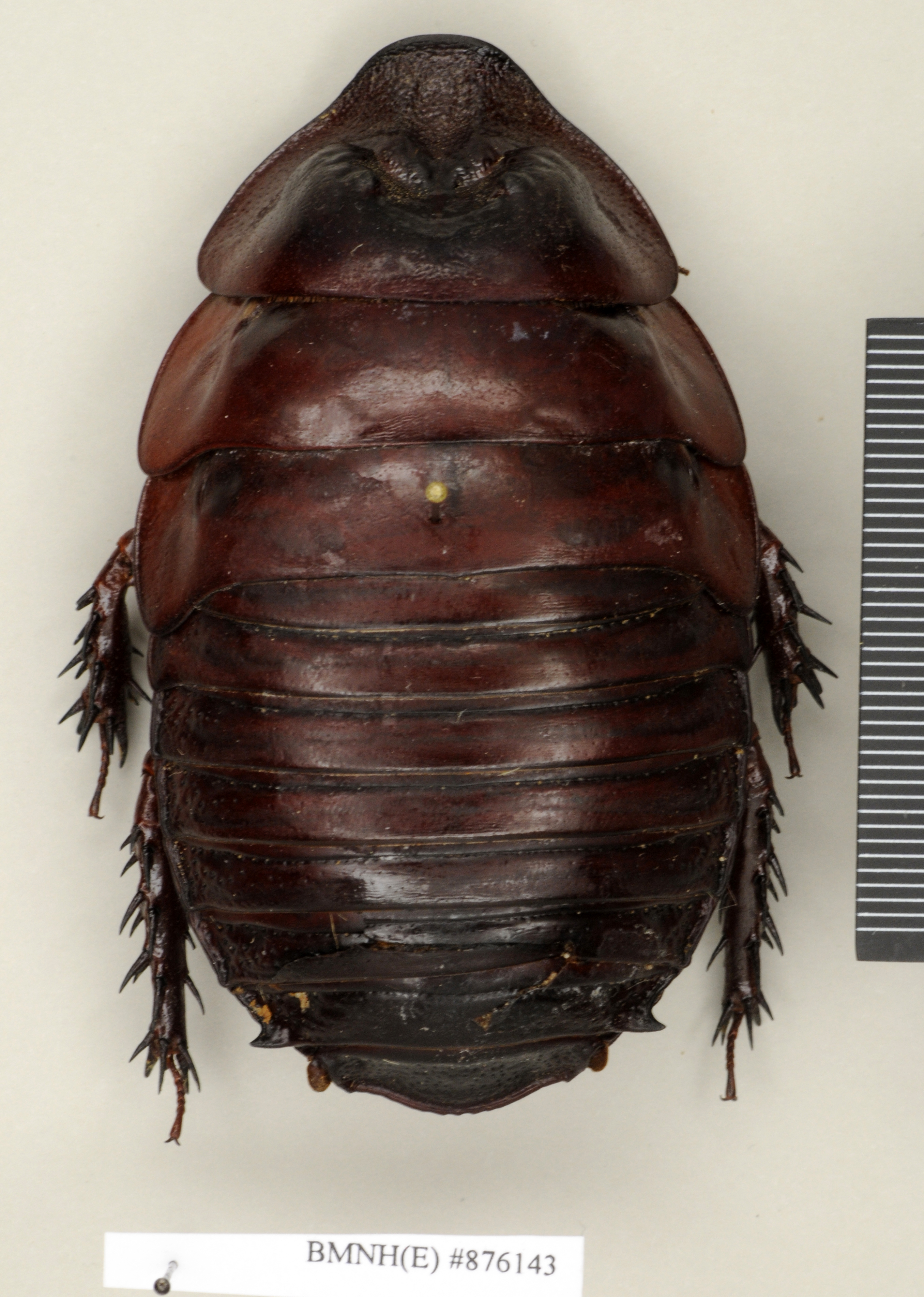 Copyright Natural History Museum, London Non-type (adult male) in BM(NH). Dorsal view Depicts CollectionObject 1572946; b2ffdce6-a726-4bd5-8b92-e6e1bf893935, a CollectionObject.