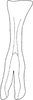 Connective on Exitianus indicus (Distant, 1908): Connective. (Observation).