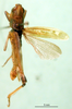CollectionObject 1501488; fdf1d061-da21-4336-a960-571214d0bd28, DORSA BA000369S01: male, dorsal view (holotype). (CollectionObject).