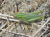 Hesperotettix viridis pratensis Scudder, 1897: female (off Pleasant Ridge Road, about 4 miles north of Harrison, Nebraska, 19 July 2020). (Otu).